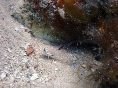 Coryphopterus dicrus