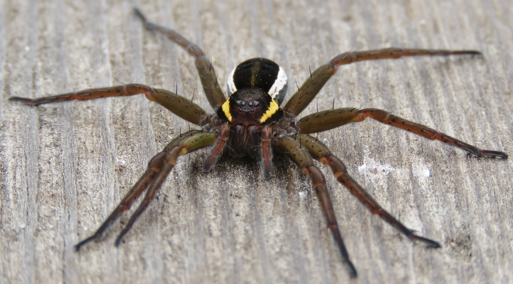 Fishing Spiders