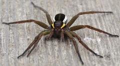 Dolomedes fimbriatus