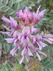 Astragalus succumbens