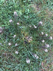 Lepidium heterophyllum