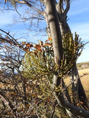 Misodendrum punctulatum