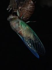 Neotibicen lyricen