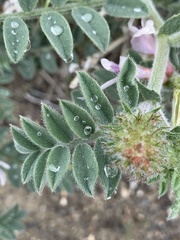Astragalus succumbens