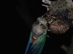 Neotibicen lyricen