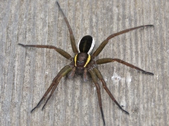 Dolomedes fimbriatus