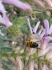 Astragalus succumbens