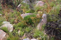 Nanobubon strictum