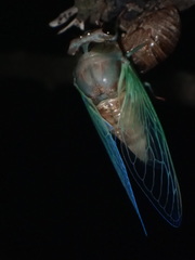 Neotibicen lyricen