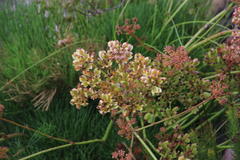 Nanobubon strictum