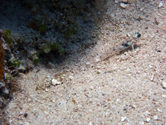 Coryphopterus dicrus