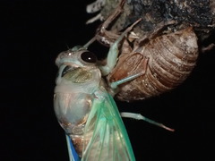 Neotibicen lyricen