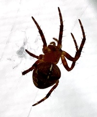 Araneus diadematus