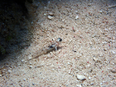 Coryphopterus dicrus