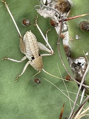 Pediodectes haldemanii