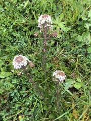 Lepidium heterophyllum
