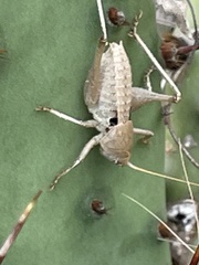 Pediodectes haldemanii