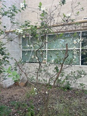 Chionanthus retusus