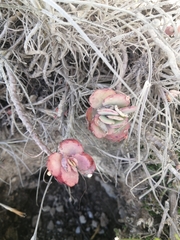 Kalanchoe fedtschenkoi