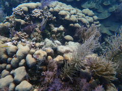 Hypoplectrus randallorum