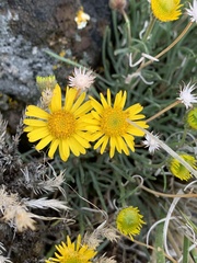 Erigeron linearis