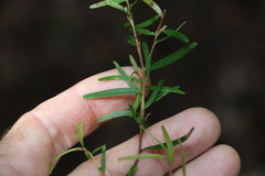 Leptospermum petersonii