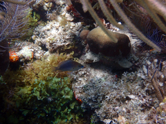 Hypoplectrus randallorum