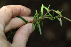 Leptospermum petersonii