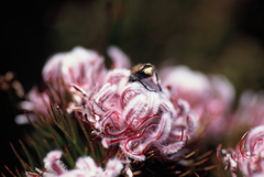 Serruria rostellaris