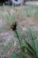 Pyrota tenuicostatis