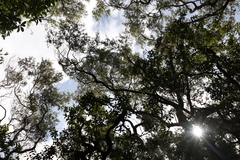 Leptospermum petersonii