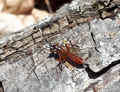 Ischnus inquisitorius