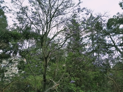 Jacarandeae