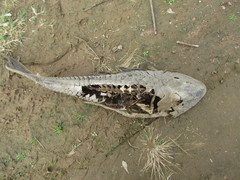 Hypostomus
