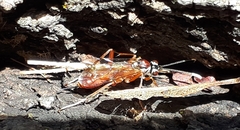 Ischnus inquisitorius