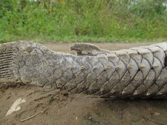 Hypostomus