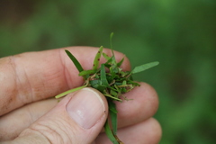 Leptospermum petersonii