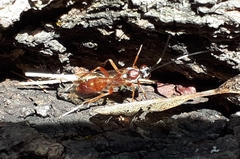 Ischnus inquisitorius