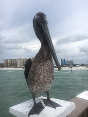 Pelecanus occidentalis