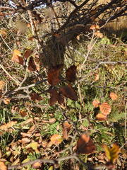 Nothofagus pumilio