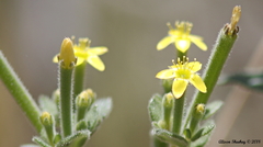 Mentzelia montana