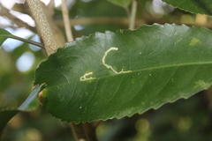 Liriomyza flavolateralis