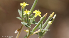 Mentzelia montana