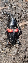 Cactophagus sanguinolentus image