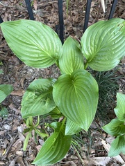 Hosta sieboldii