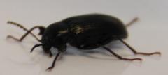 Hoplonyx