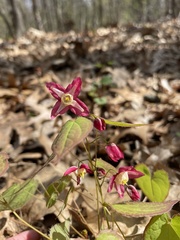 Epimedium × rubrum