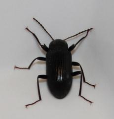Hoplonyx