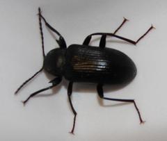 Hoplonyx