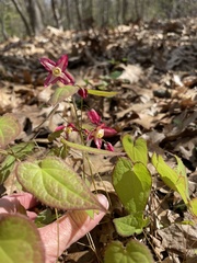 Epimedium × rubrum